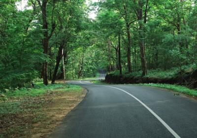 Evening Nature Drive On Madikeri Road