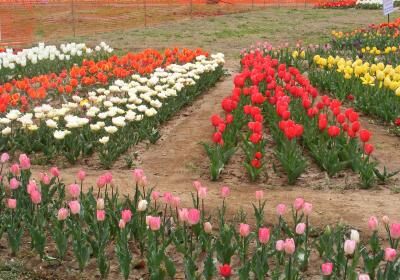 Indira Gandhi Tulip Garden