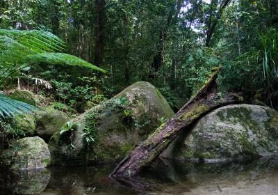 Daintree Rainforest National Park