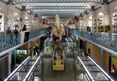 Museum Of Natural History Or Musee D'histoire Naturelle De Lille