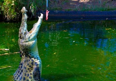 Crocodylus Park And Zoo