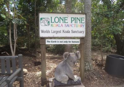 Lone Pine Koala Sanctuary