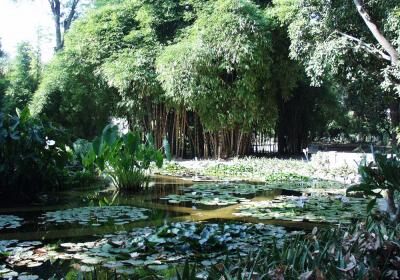 Orto Botanico Di Palermo