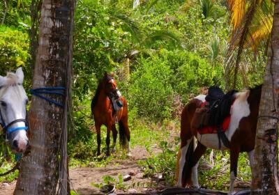 Discovery Horse Tours