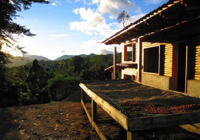 The Costa Rica Coffee Experience
