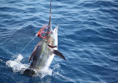 Puerto Rico Sportfishing Charters