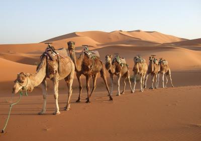 Dharma Camel Safari