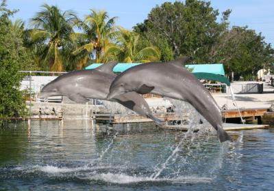 Dolphins Plus
