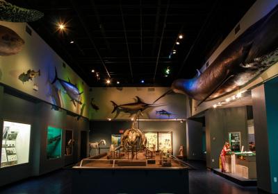 Nova Scotia Museum Of Natural History
