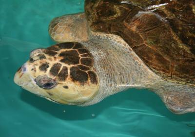 Sea Turtle, Inc