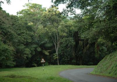 Tobago Forest Reserve