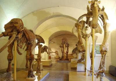 Trieste Natural History Museum