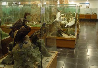 Museo De Historia Natural Luis Iglesias