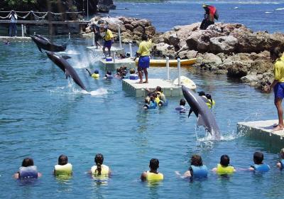 Dolphin Cove Negril