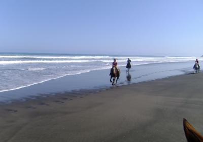 Wild Coast Ruapuke