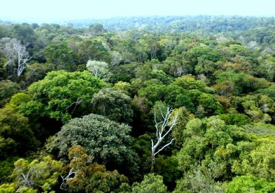 Jardim Botanico Adolpho Ducke