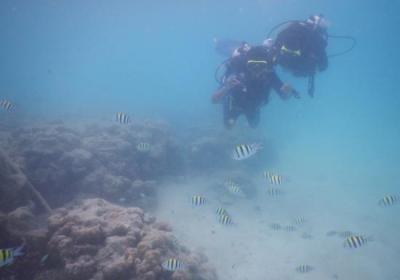 Blue Corals Dive