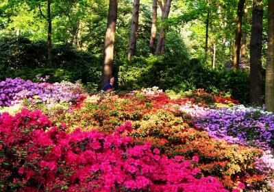 Rhododendronpark Bremen And Botanika