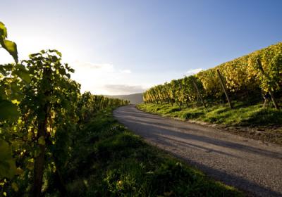 Trier Wine Culture Trail
