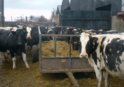 Streamvale Open Dairy Farm