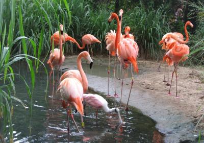 Zoo Of The City Of Barranquilla