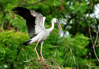 Kumarakom Bird Sanctuary,Vembanad Lake And Pathiramanal Island