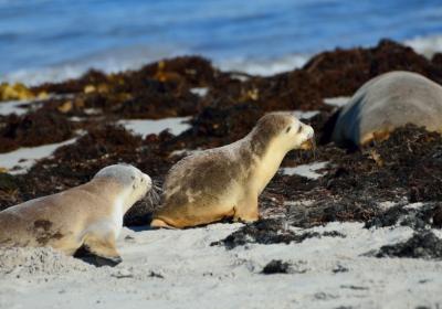 Seal Bay Conservation Park 