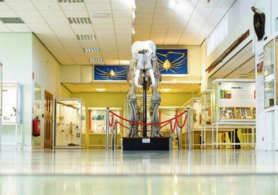 The Cole Museum Of Zoology