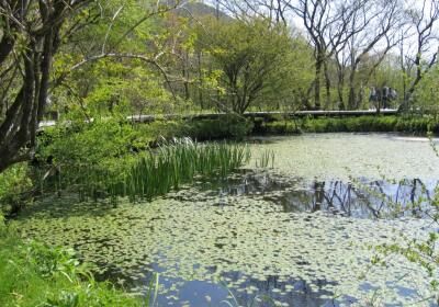 Hakone Botanical Garden Of Wetlands