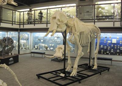 Museum Of Osteology