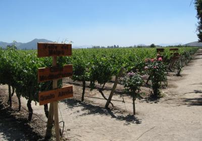 Vina Concha Y Toro