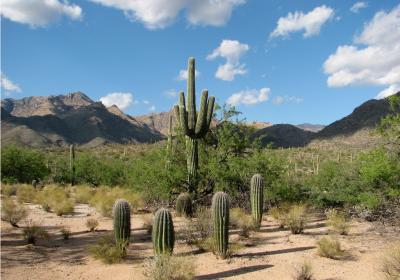 Sabino Canyon