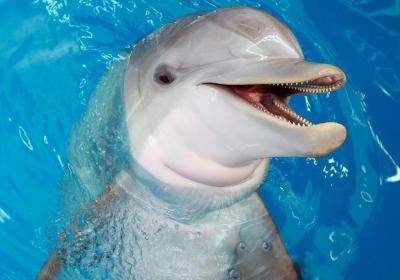 Clearwater Marine Aquarium