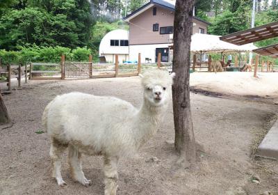 Yamakoshi Alpaca Farm