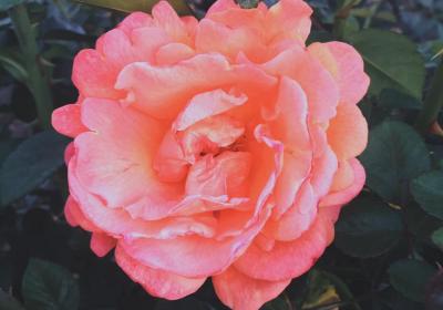 Inez Grant Parker Memorial Rose Garden