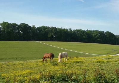 Land Of Little Horses