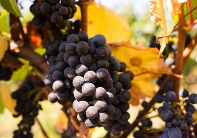 Beauregard Vineyard Tasting Room And Winery