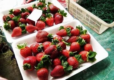 Eq Strawberry Farm