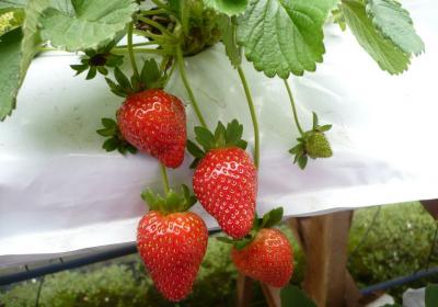 Yz Strawberry Farm