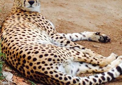 Cheetah's Rock