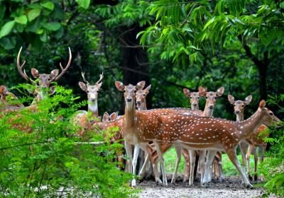 Bibhutibhushan Wildlife Sanctuary