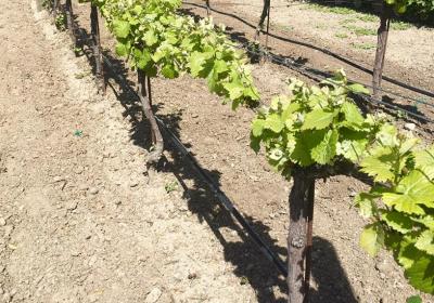 Cowgirl Winery