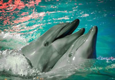 Minsk Dolphinarium Nemo