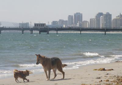 Rosie's Dog Beach