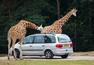 Safaripark Beekse Bergen