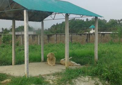 Bangabandhu Safari Park