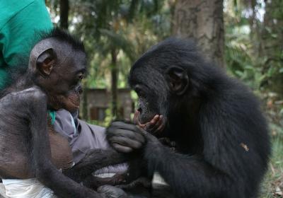 Lola Ya Bonobo