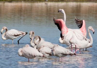 Riserva Naturale Orientata Oasi Faunistica Di Vendicari