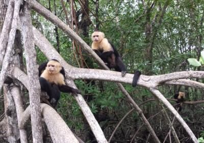 Monkey Mangrove Tour Chino