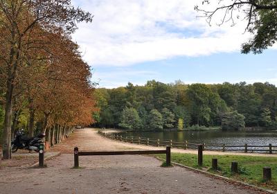 Malmaison Forest